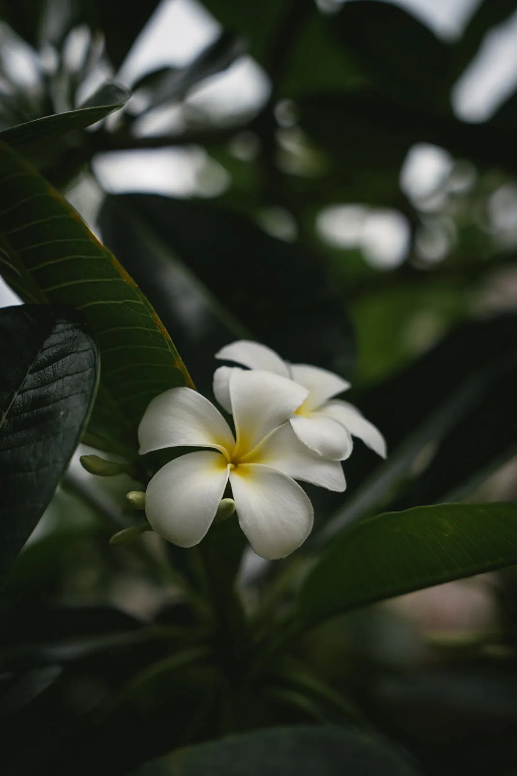 Close-up of a Polynesian flower during an intimate elopement