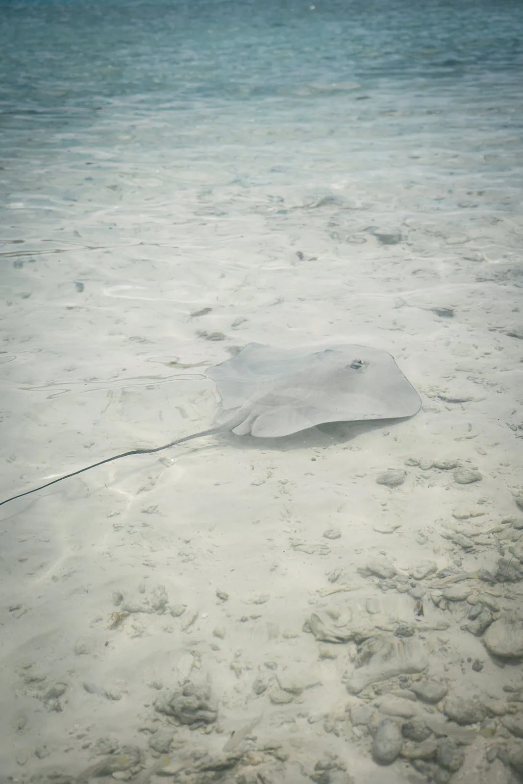 A ray in the sand in the Polynesia sea during an elopement