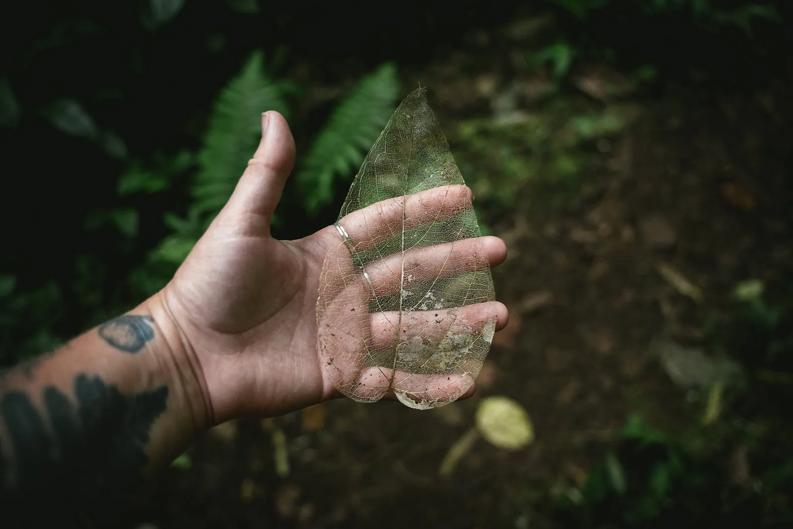 Close-up of a leave in the French Polynesian forest