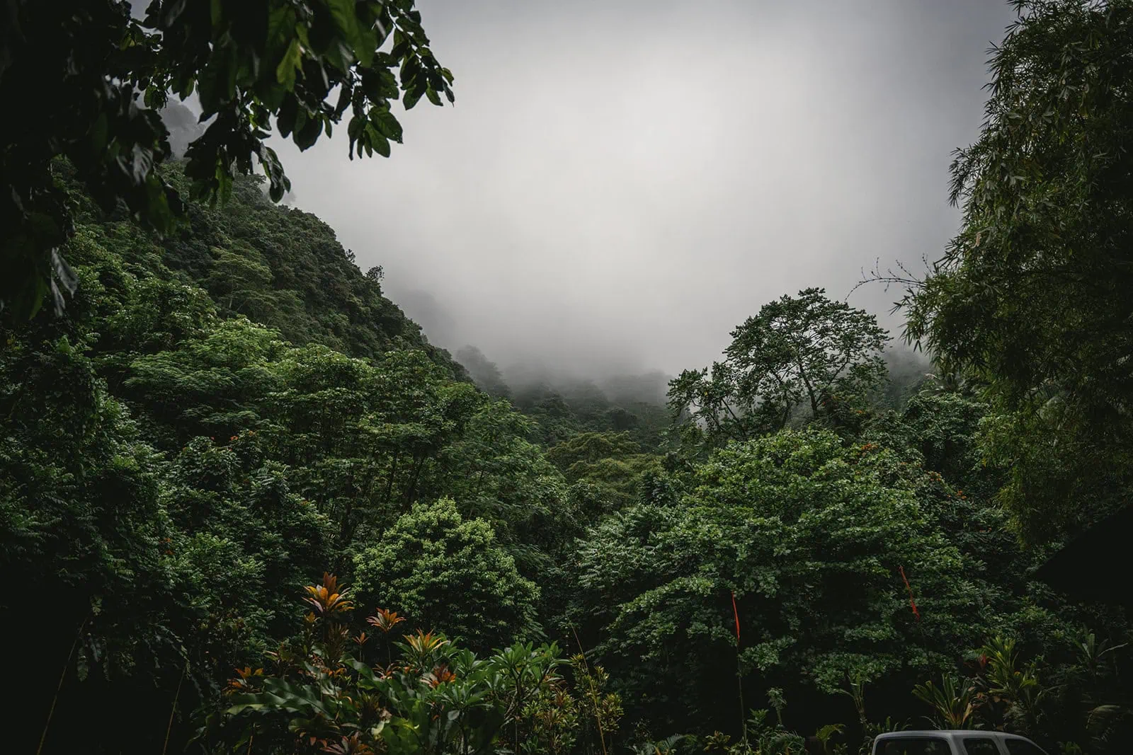 A lush forest in a French Polynesia elopement
