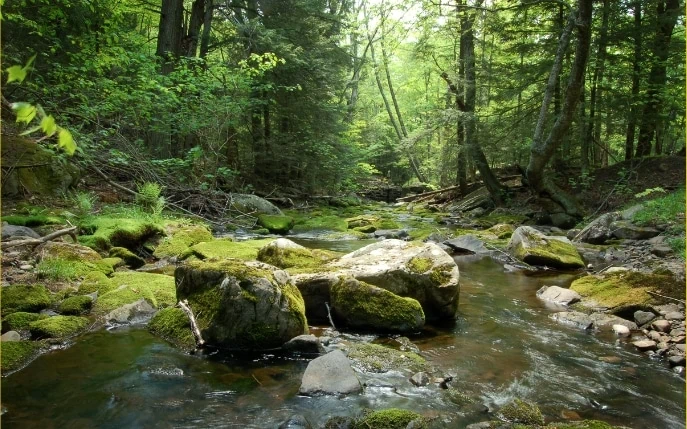 How to plan your dream forest elopement - the ultimate guide