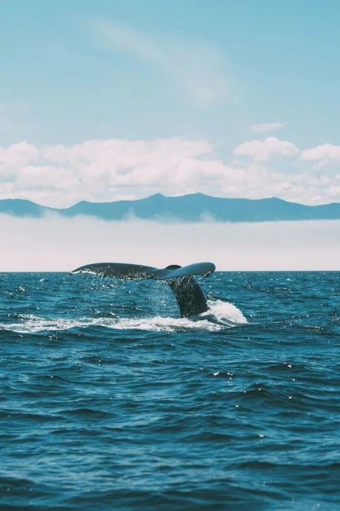 What to do in your Vancouver Island elopement - Whale-watching excursion