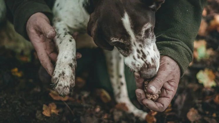 What to do on your Croatia elopement - Truffle hunting in Motovun Forest