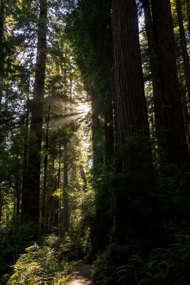 Star Wars elopement locations - Redwood National Park, California