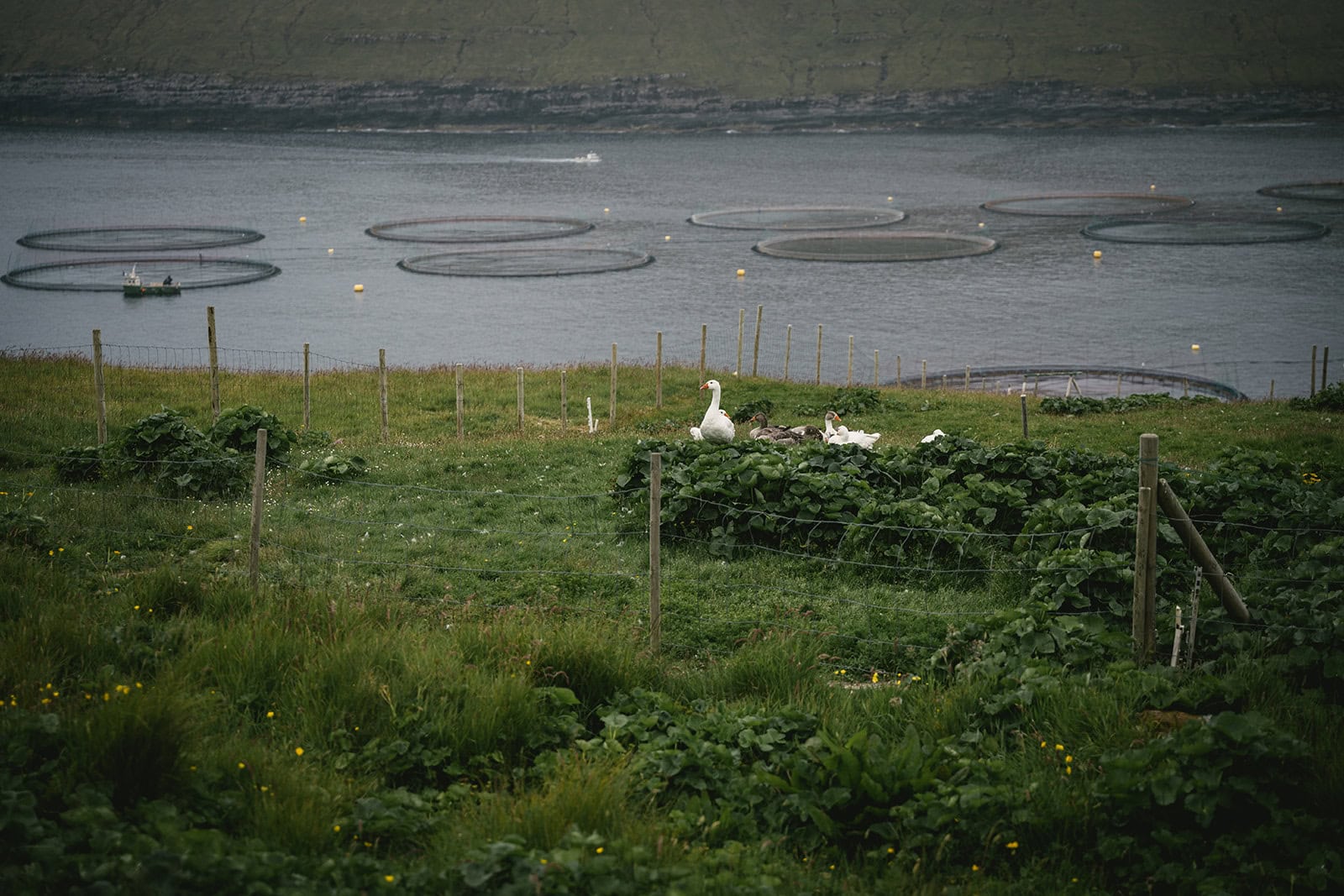 Sweeping views of the Faroese ocean setting the stage for this Torshavn elopement