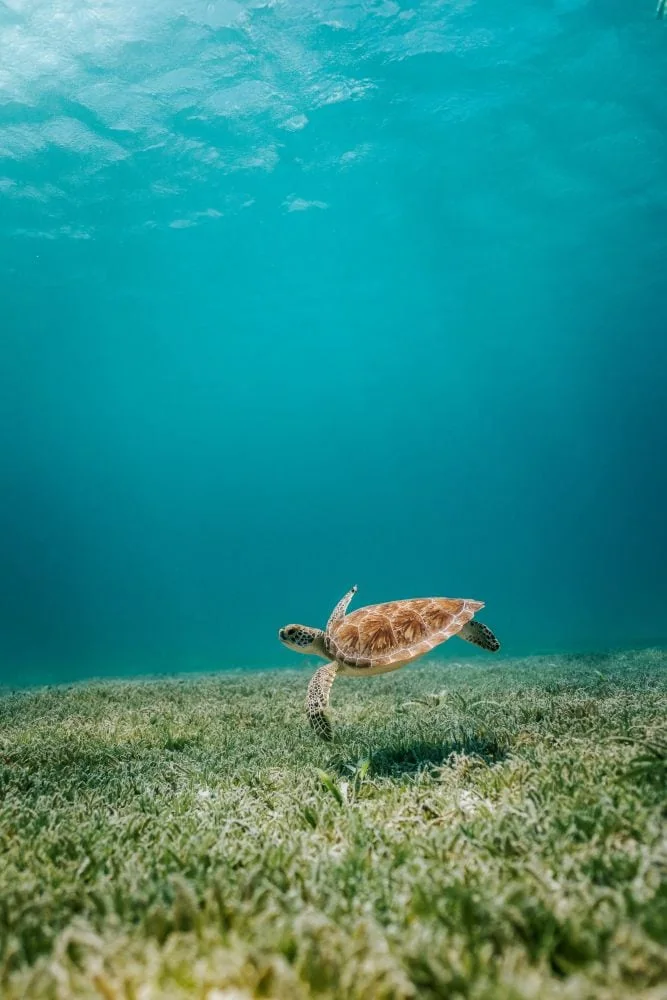 Underwater elopement contact