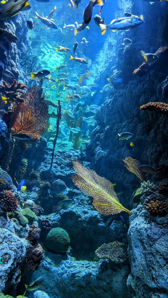 Underwater elopement locations – Great Barrier Reef in Australia