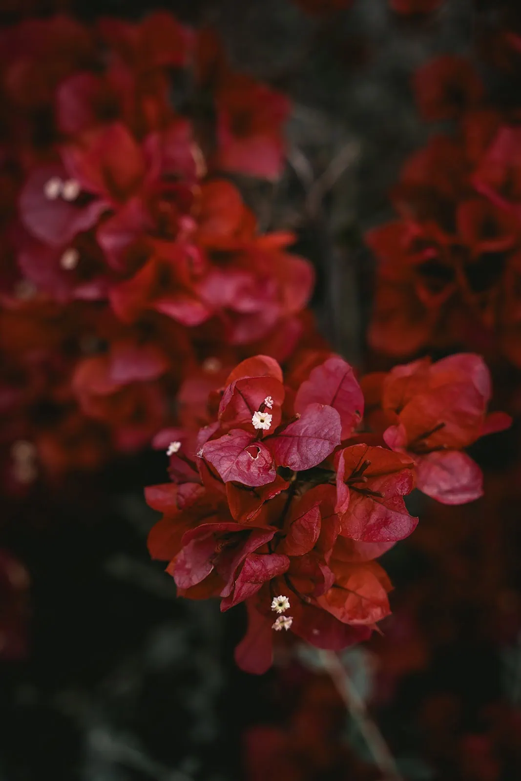 Red flowers smelling like love, captured during a Corsican elopement