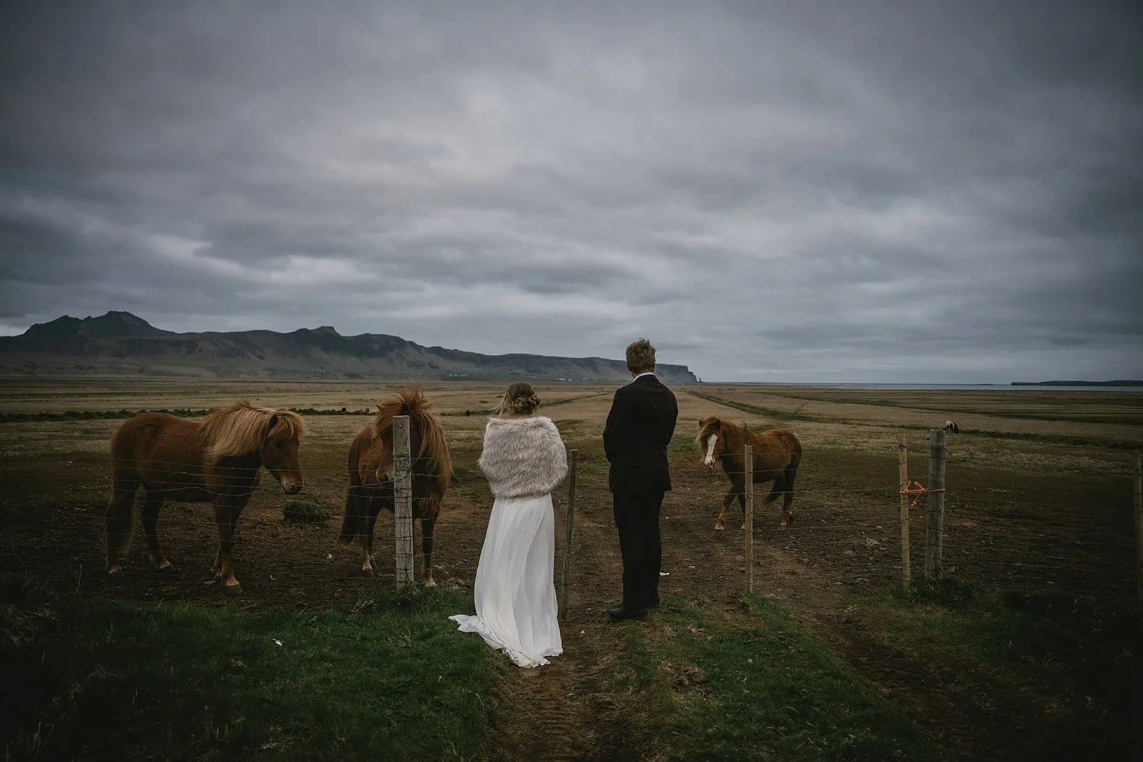 Bride and groom discovering Icelandic horses during their Reynisfjara elopement
