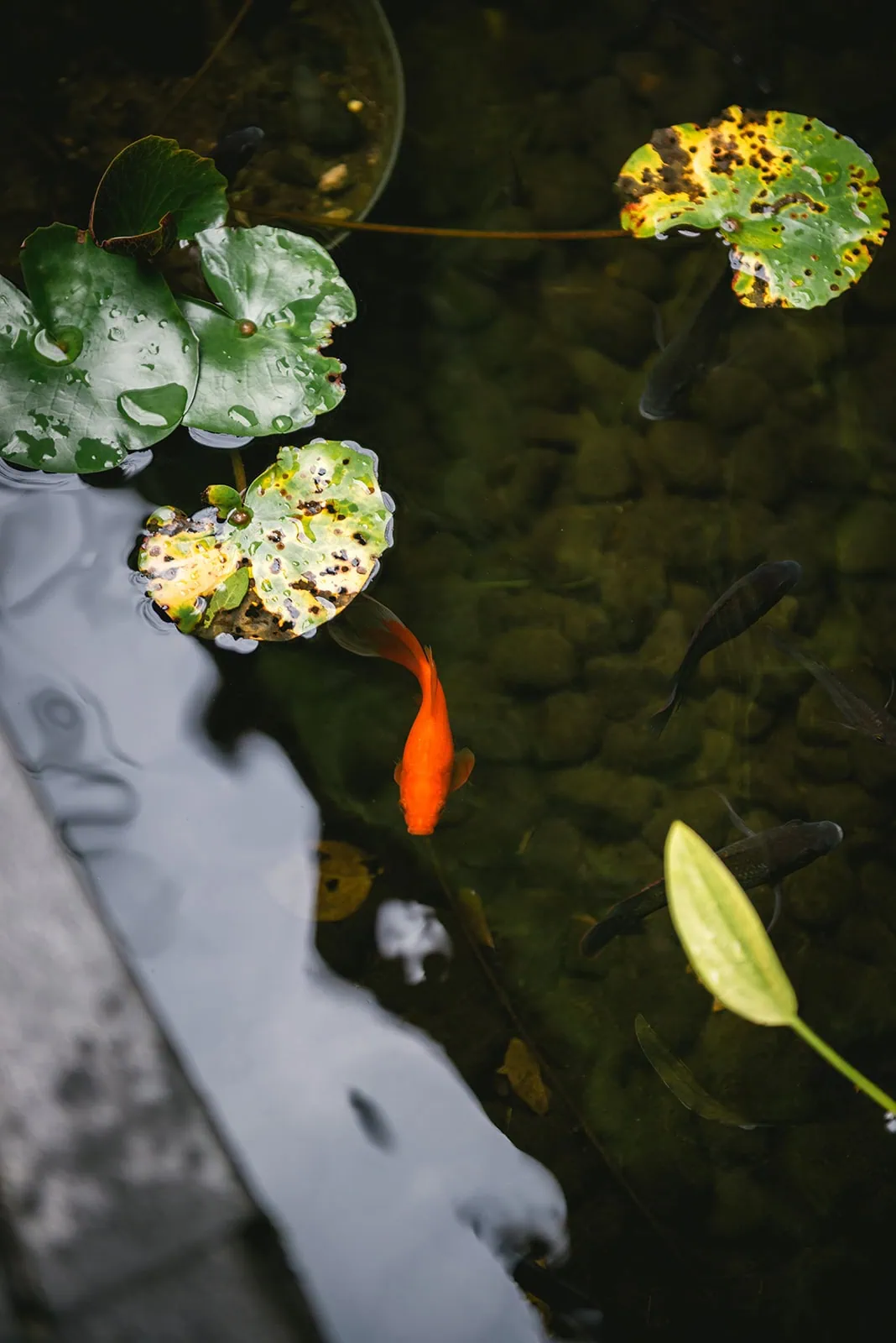 A small fish in the waters of a pond during a Bali elopement