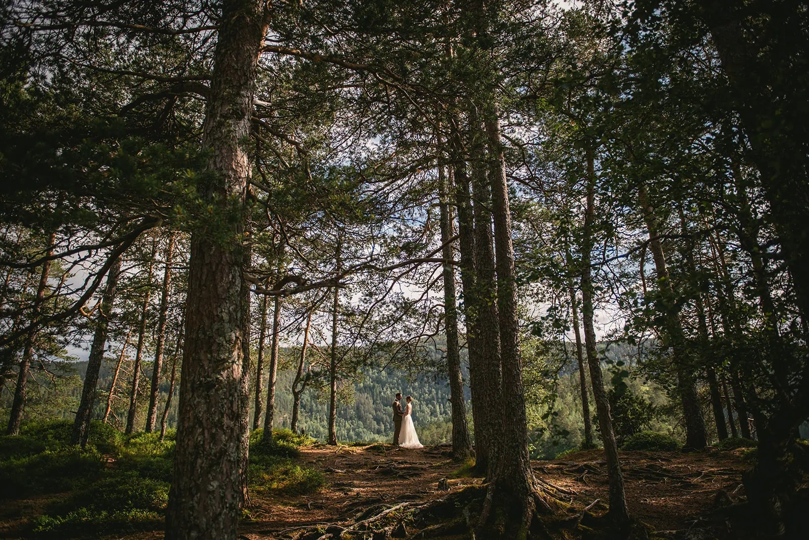 The trees framing the bride and groom during their fjords elopement