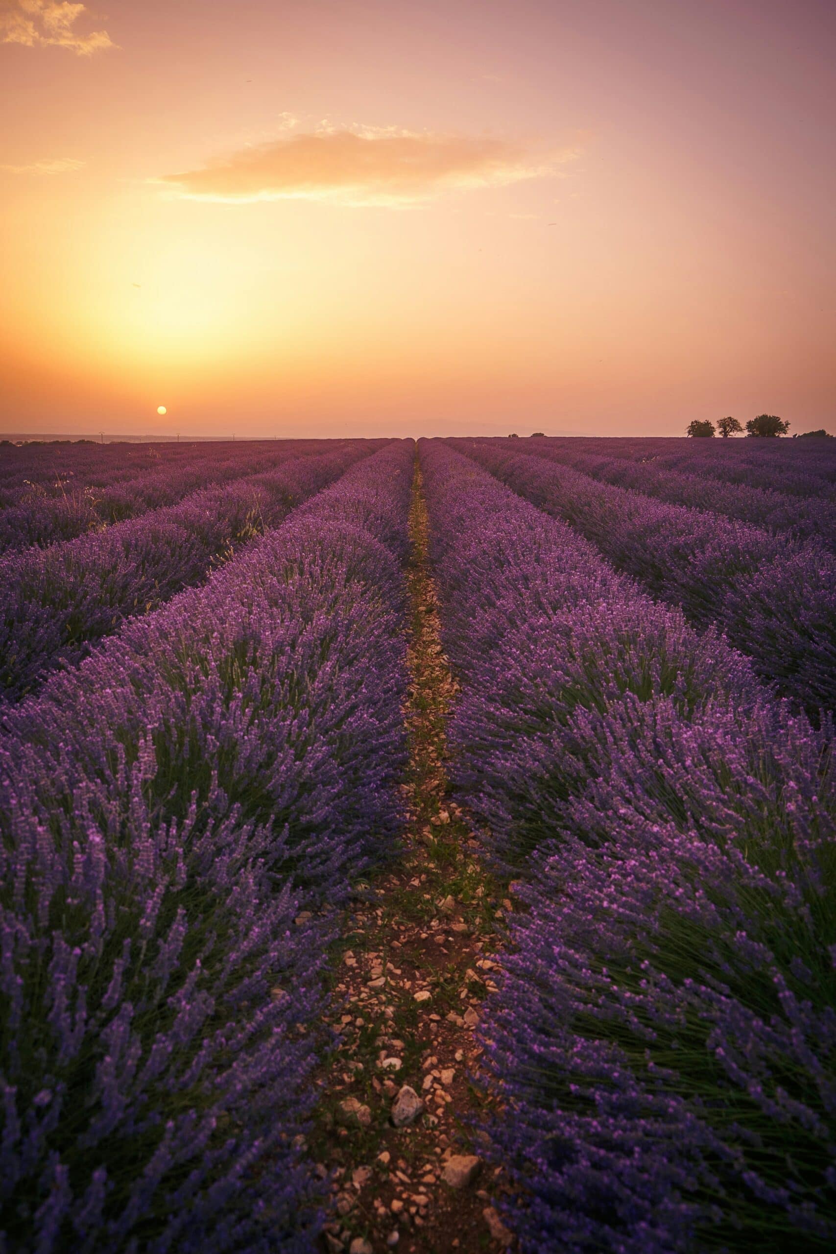 Lavender country beyond the Riviera