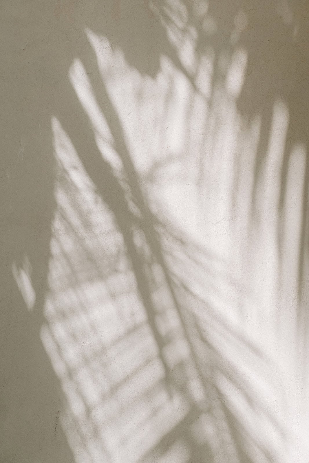 Shadow of palm leaves on a wall.